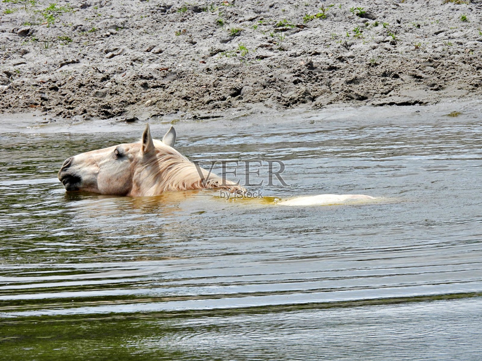 马(Equus ferus caballus) -在佛罗里达的一个湖里冷却照片摄影图片