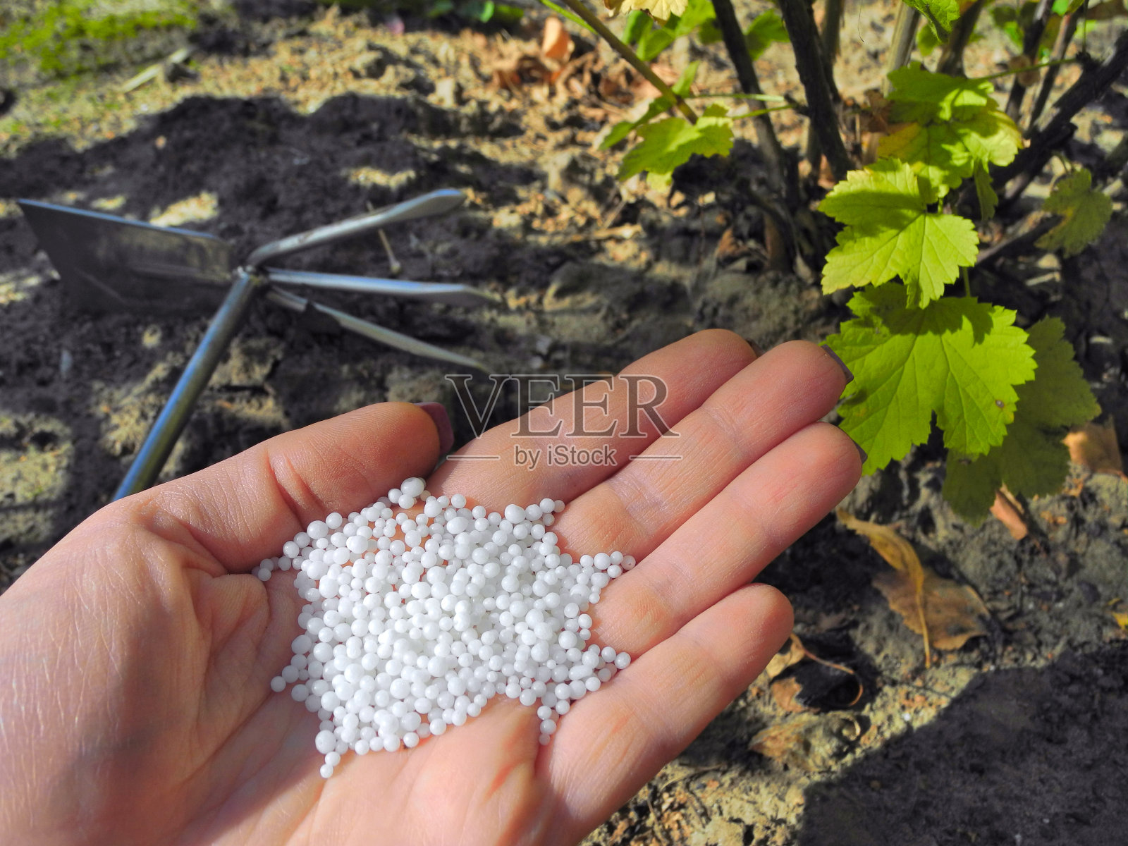 园林用手握复合矿物肥料照片摄影图片