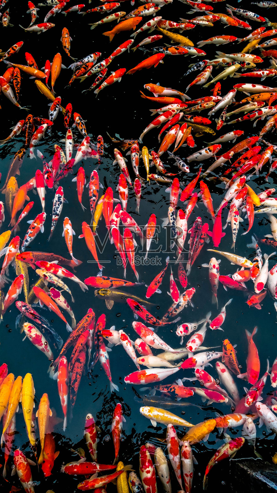 锦鲤鱼日本游泳鲤鱼美丽的颜色变化自然有机照片摄影图片