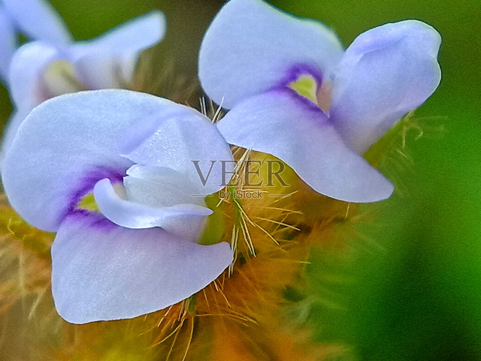 紫花的特写照片摄影图片