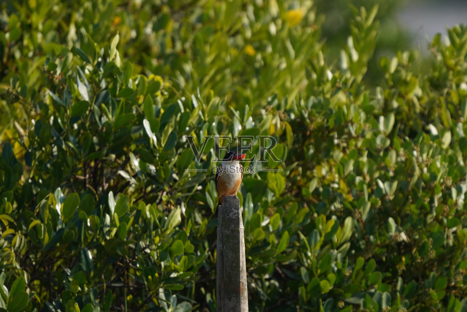 黑色的翠鸟照片摄影图片