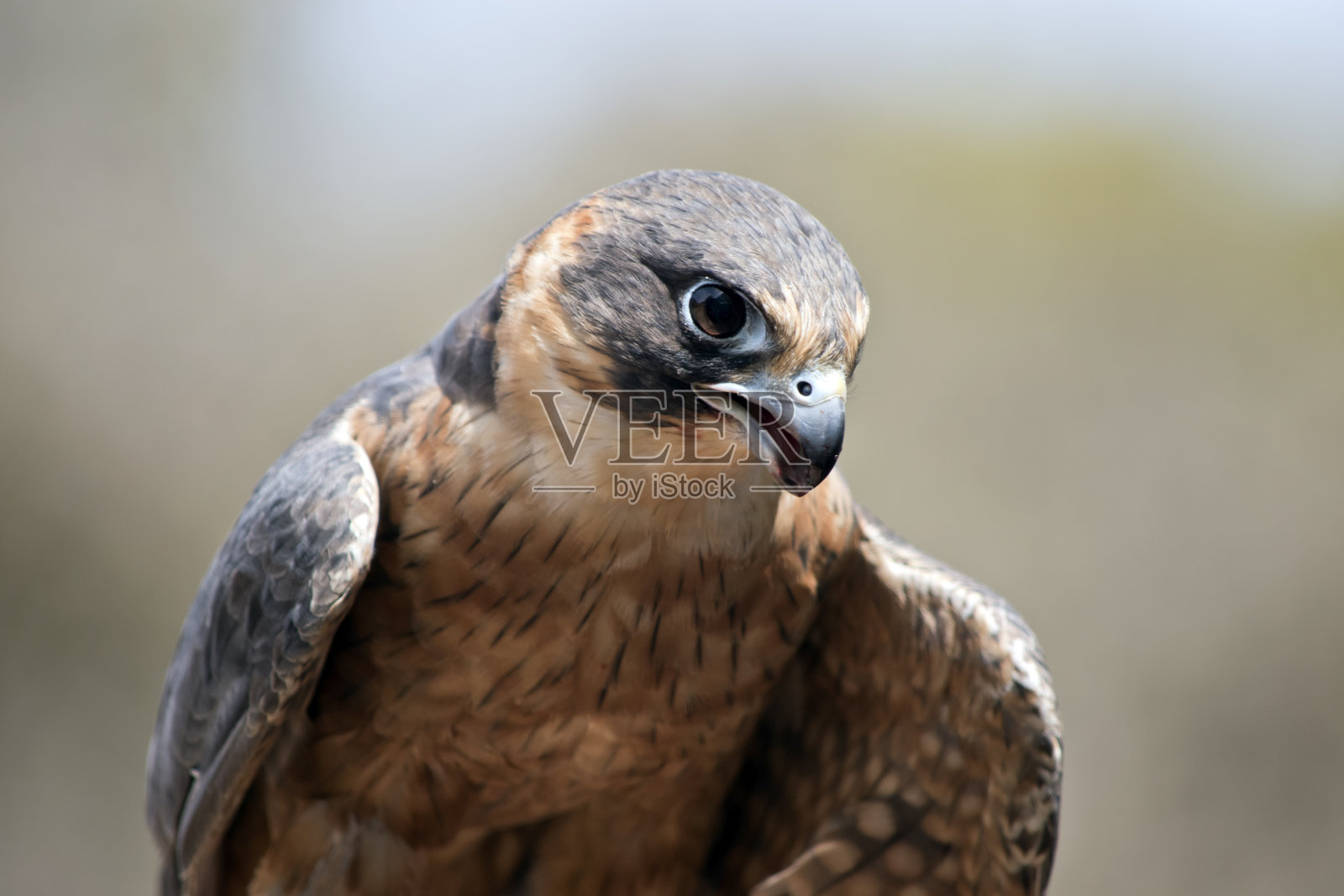 这是一只爱好狩猎的猎鹰的特写照片摄影图片