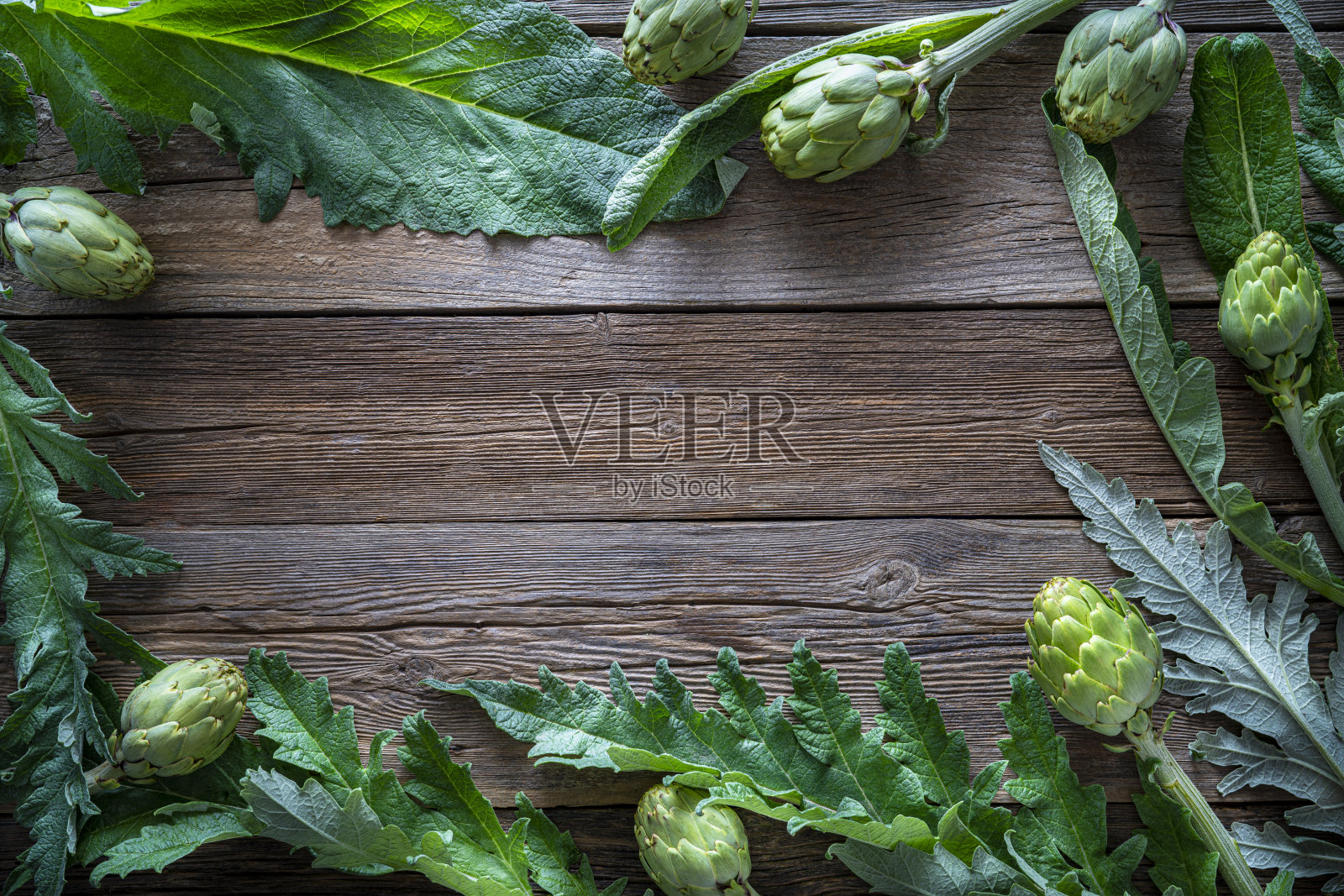 洋蓟收获与植物和复制空间边界框架照片摄影图片