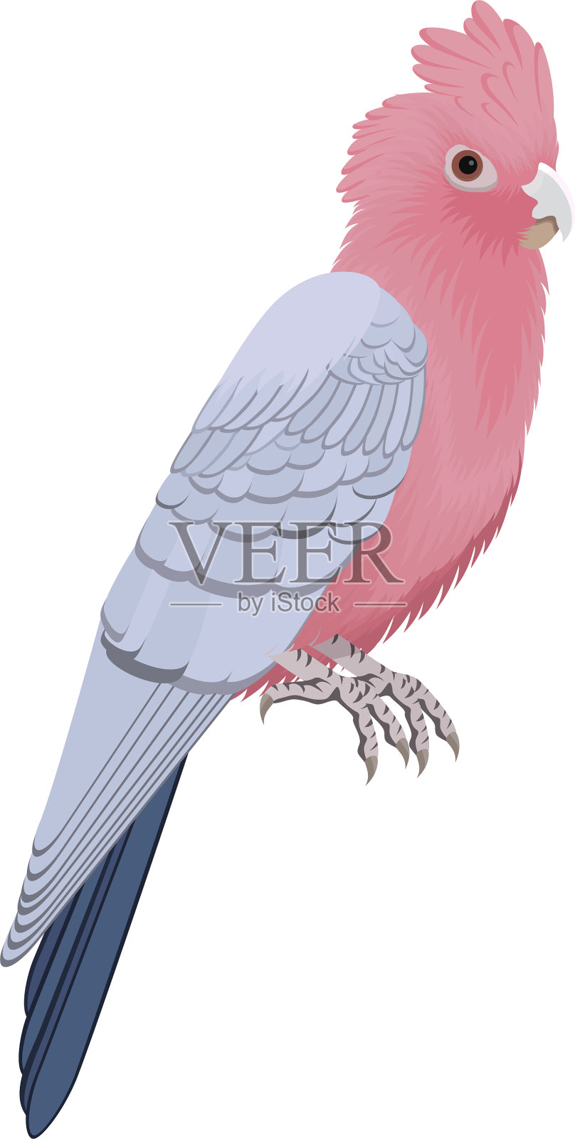 加拉鹦鹉，粉红色和灰色的凤头鹦鹉-矢量插图设计元素图片