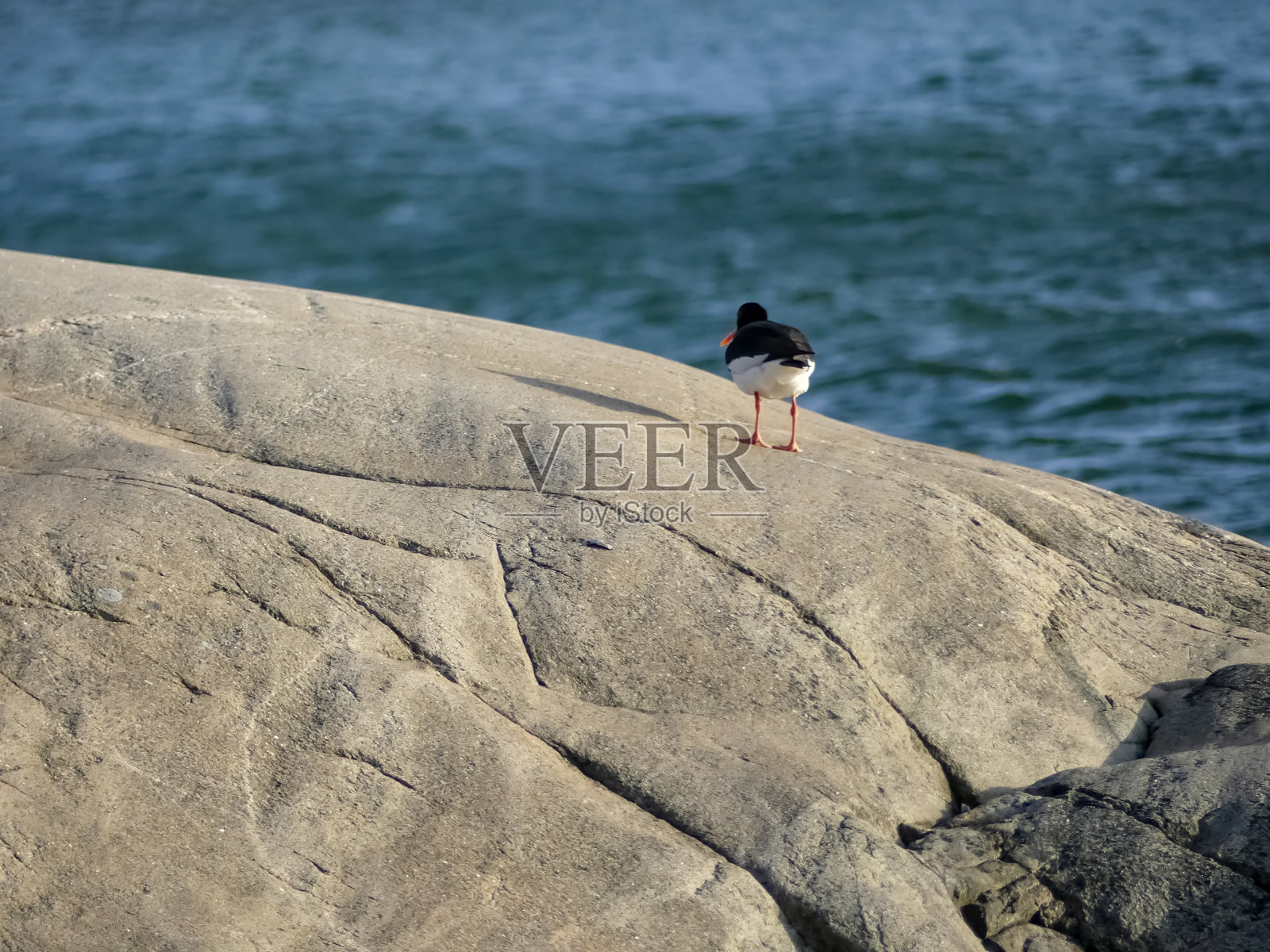 鸟在石头照片摄影图片