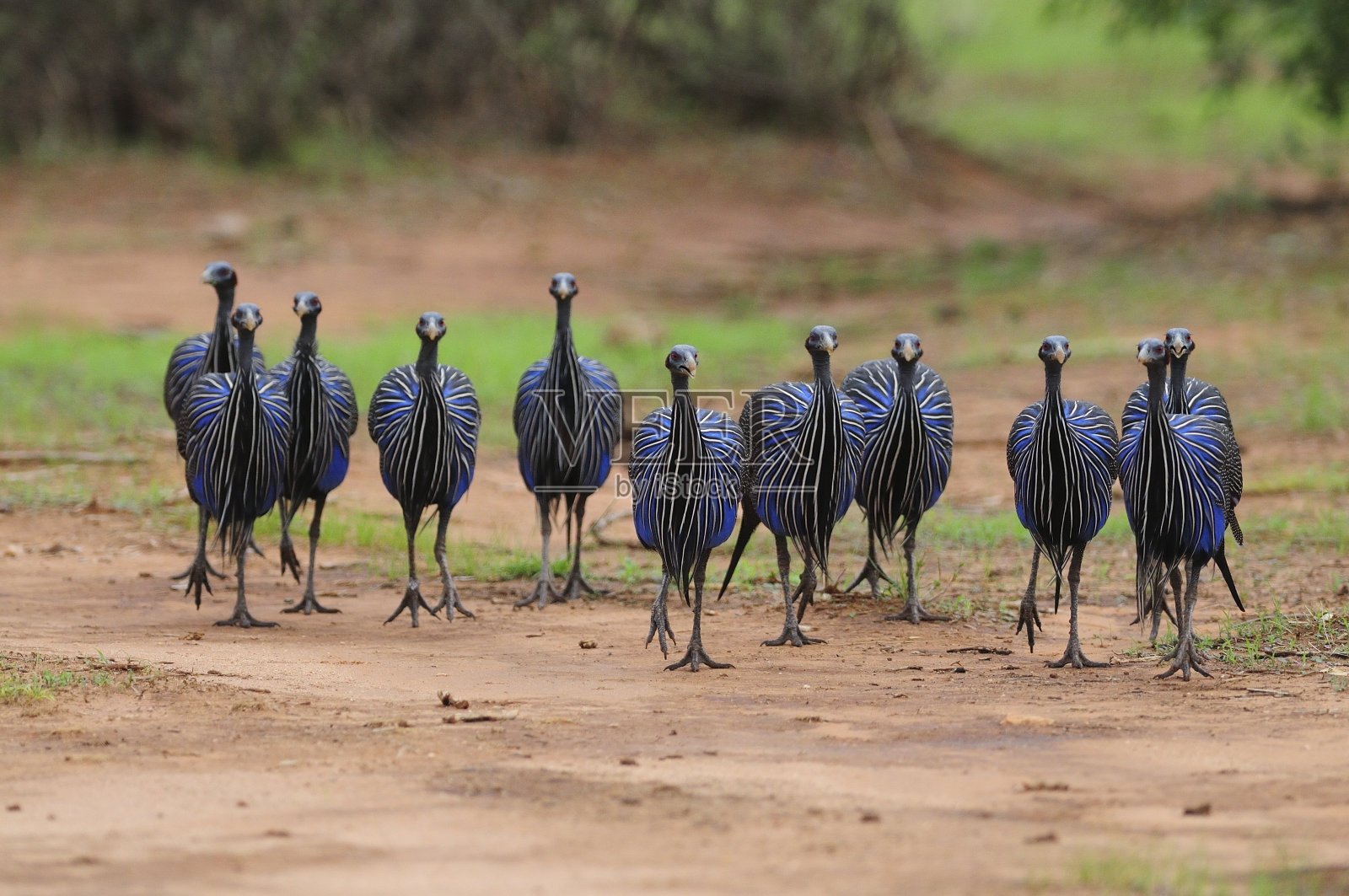 十一个贪婪的珠照片摄影图片