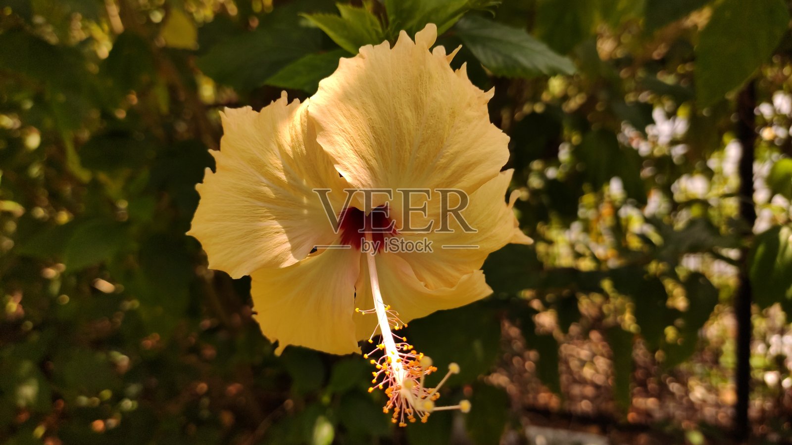 2020年5月7日喀拉拉邦卡亚姆库拉姆的木槿花照片摄影图片