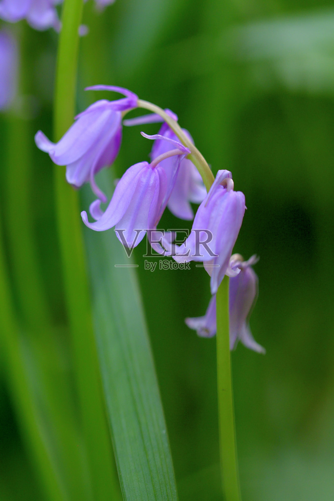 西班牙蓝铃/西拉·西帕尼亚/海辛西德·西班牙照片摄影图片