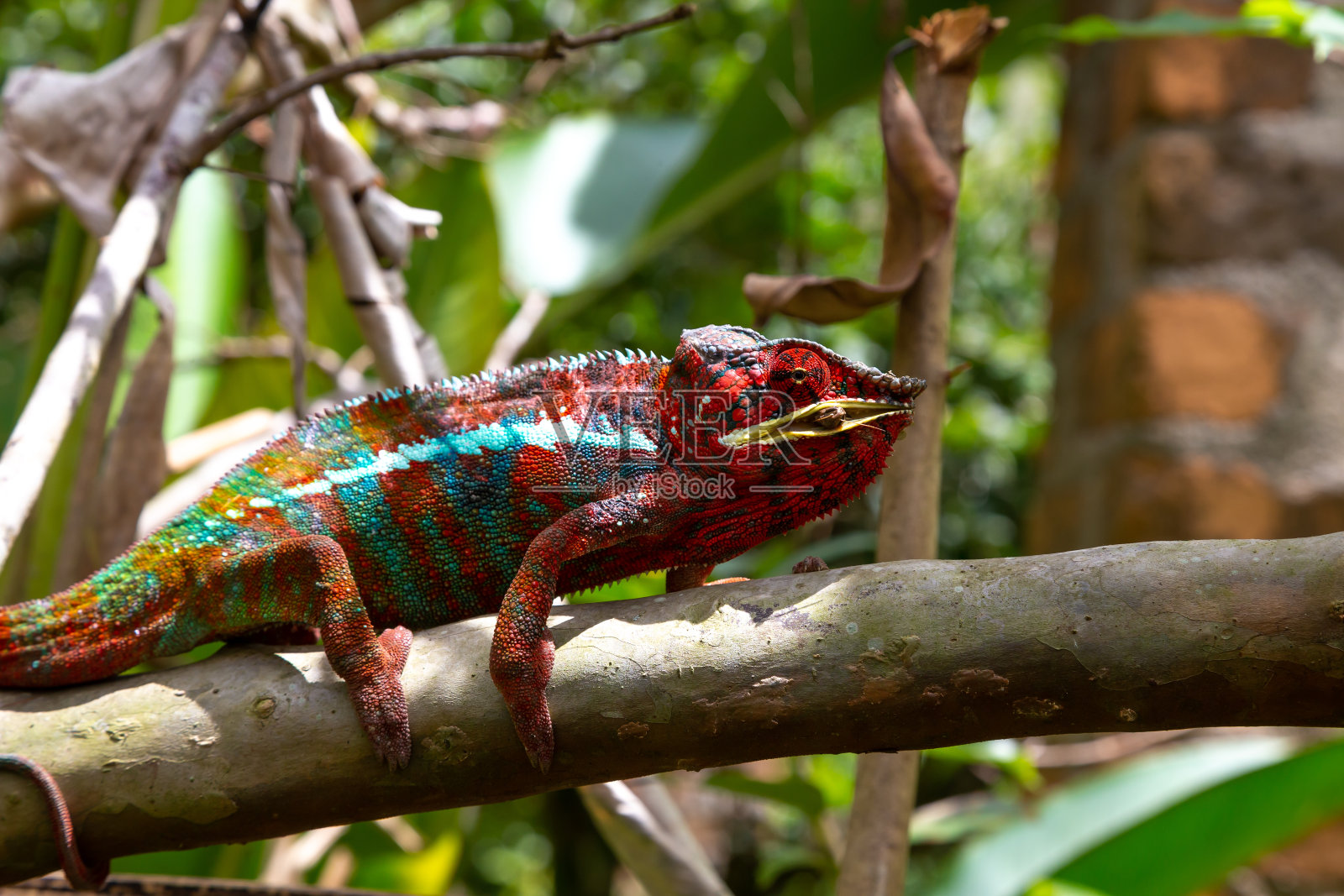 马达加斯加岛国家公园的一根树枝上的彩色变色龙照片摄影图片