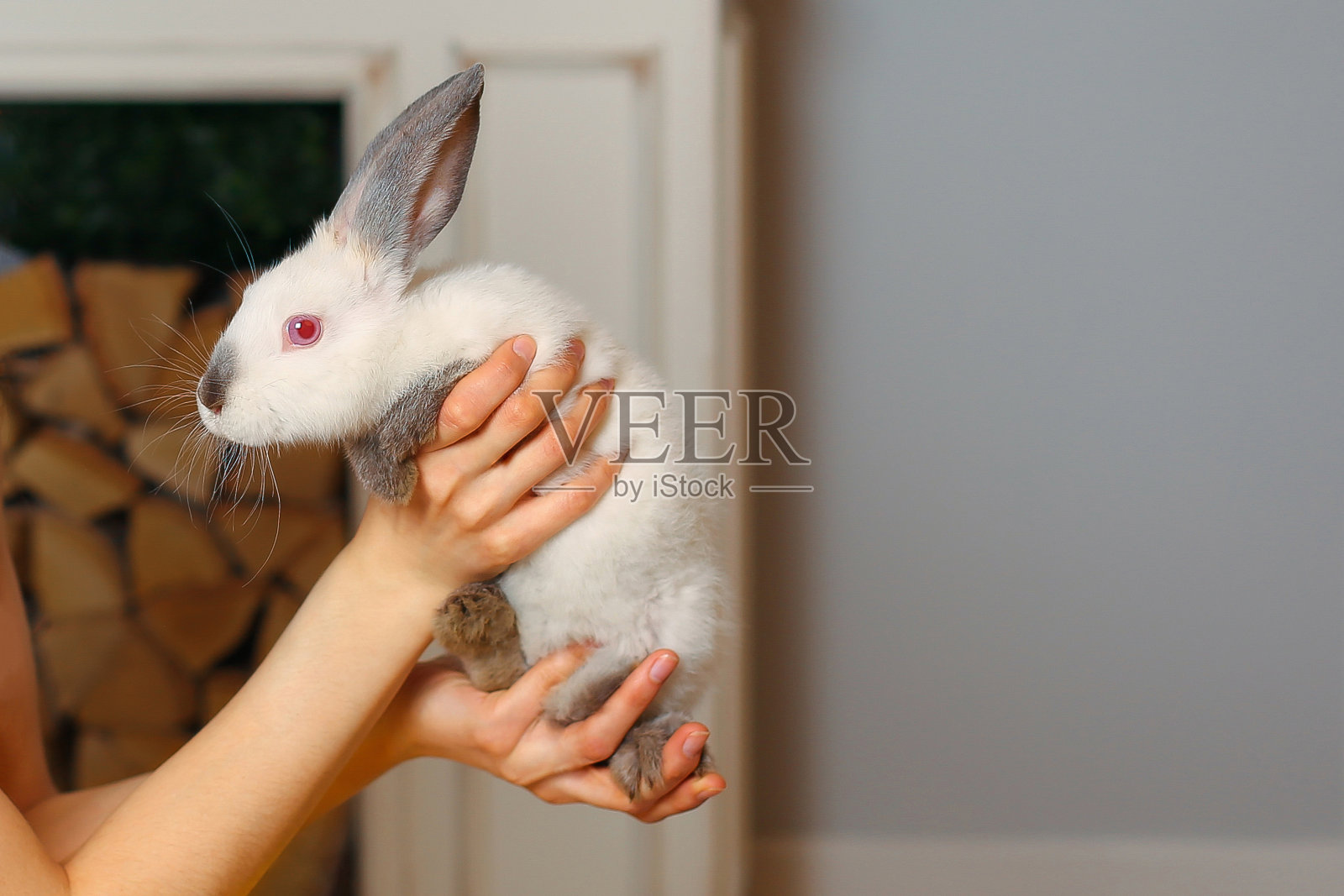 快乐的复活节假期。复活节小白兔照片摄影图片