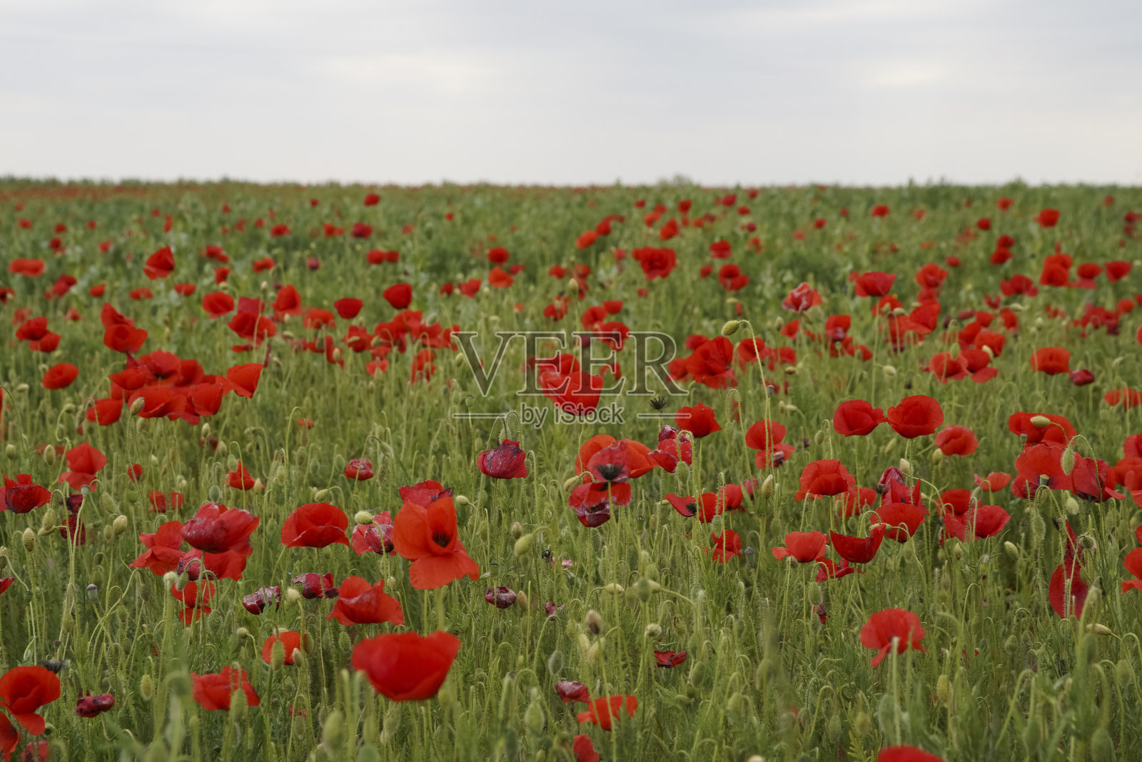 早晨的阳光下美丽的大红罂粟田。天空中有灰色的云。软焦点模糊背景。欧洲匈牙利照片摄影图片