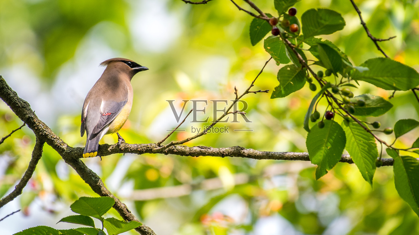 雪松蜡翼鸟在树上寻找浆果作为食物照片摄影图片