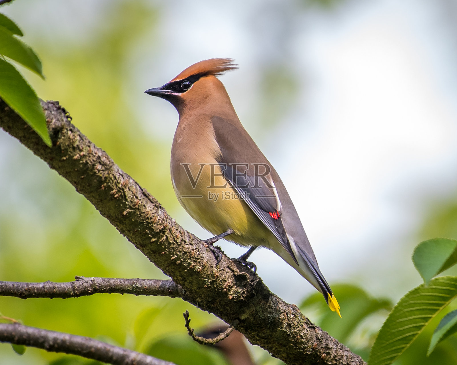 雪松蜡翼鸟在树上寻找浆果作为食物照片摄影图片