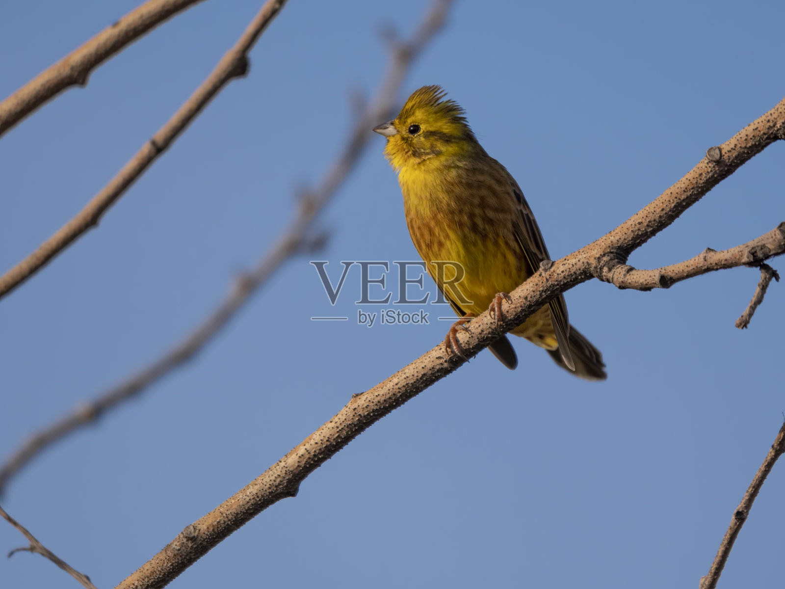莫斯科附近的鸟儿，树枝上的黄色燕麦片照片摄影图片
