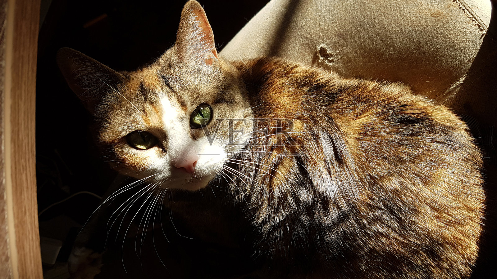 小姜猫玩在一个舒适的挠椅子在房间，顶视图。阳光直射照片摄影图片