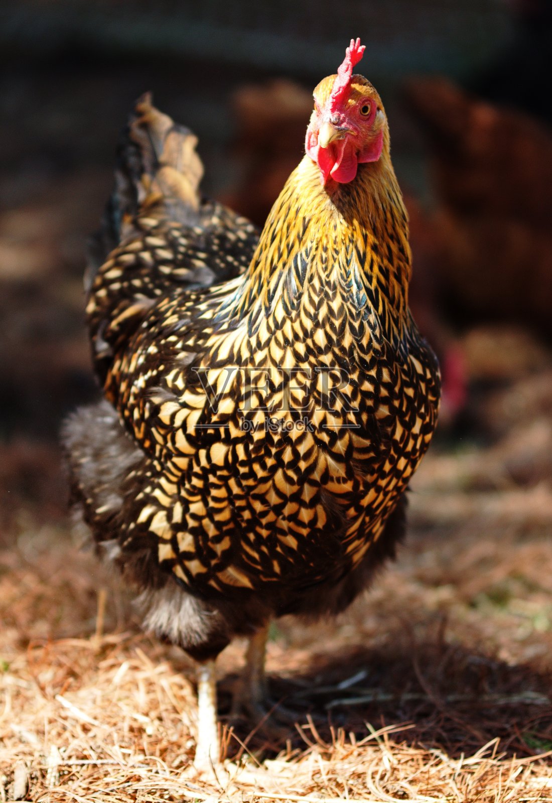 鸡照片摄影图片