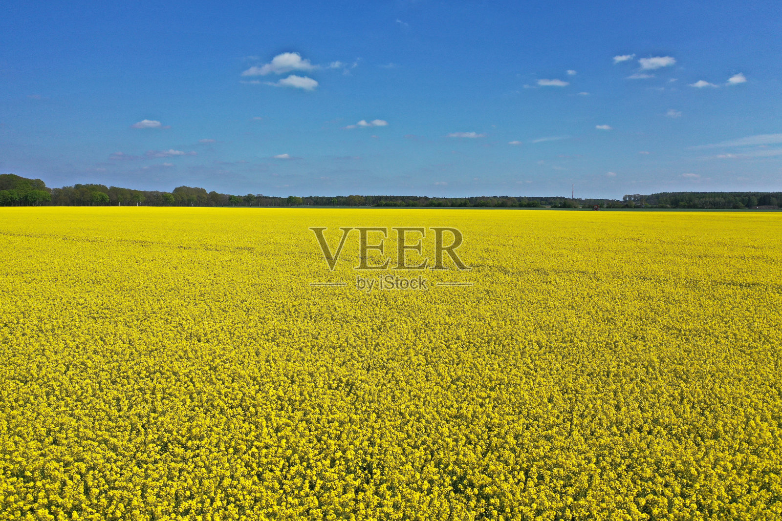 油菜花照片摄影图片