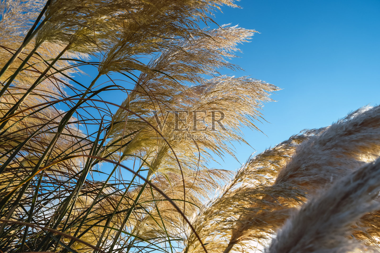 日落时分田野的穗子照片摄影图片