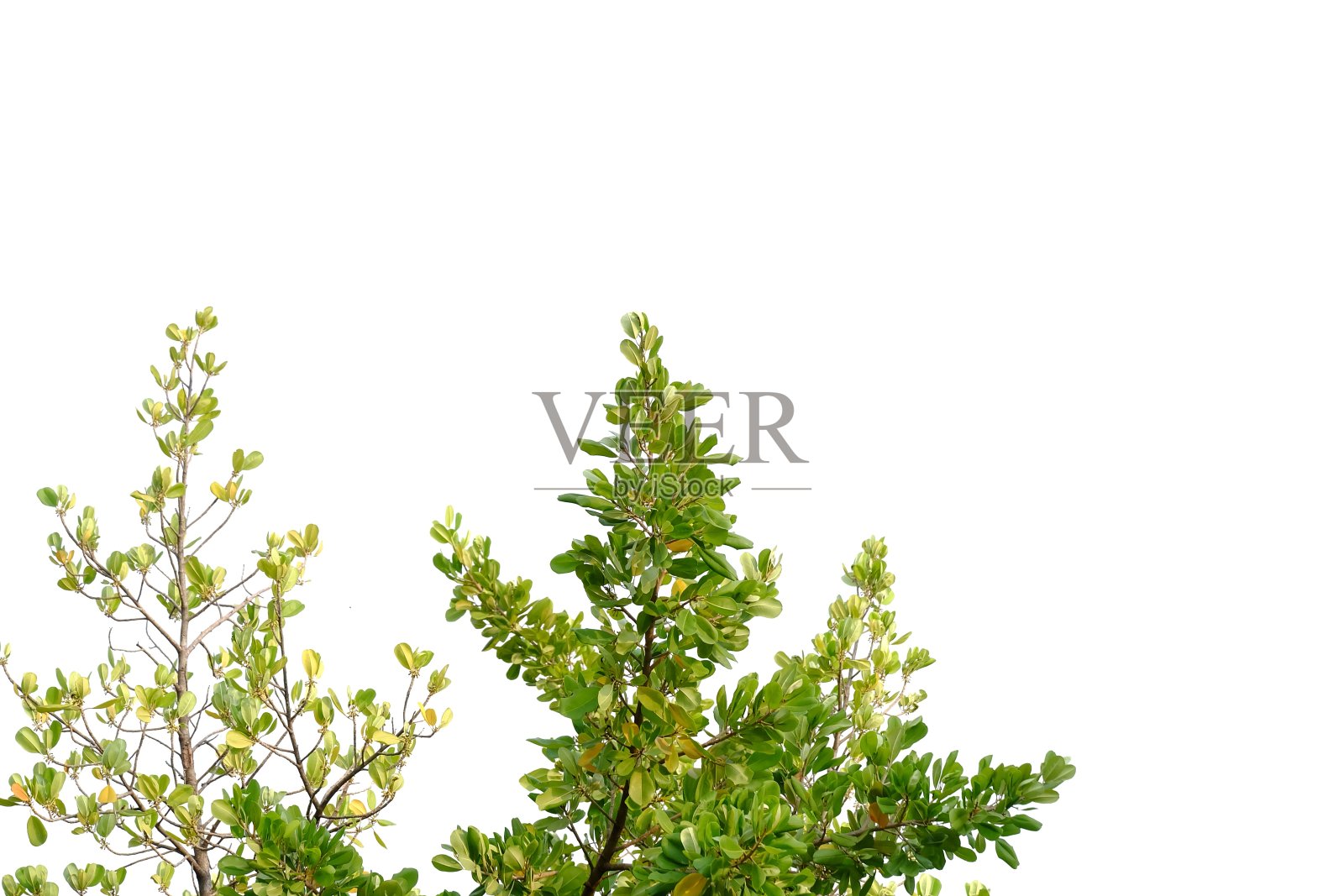 热带树木的叶子与树枝在白色孤立的背景上照片摄影图片