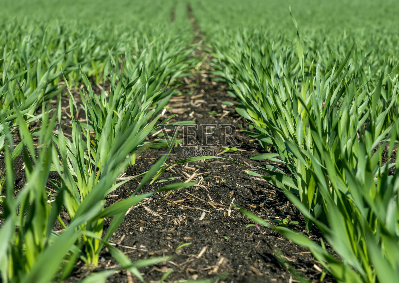 小麦幼苗生长在阳坡上的一块地里。照片摄影图片