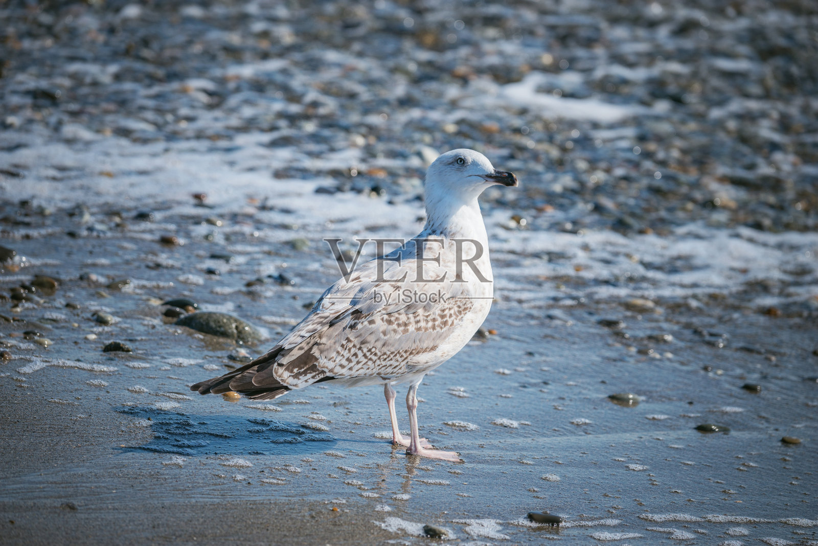 海鸥在海边散步。照片摄影图片