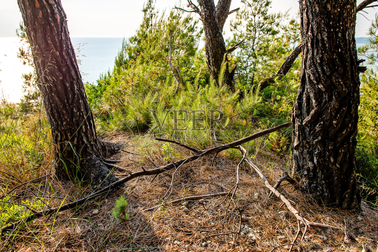希腊。森林。照片摄影图片