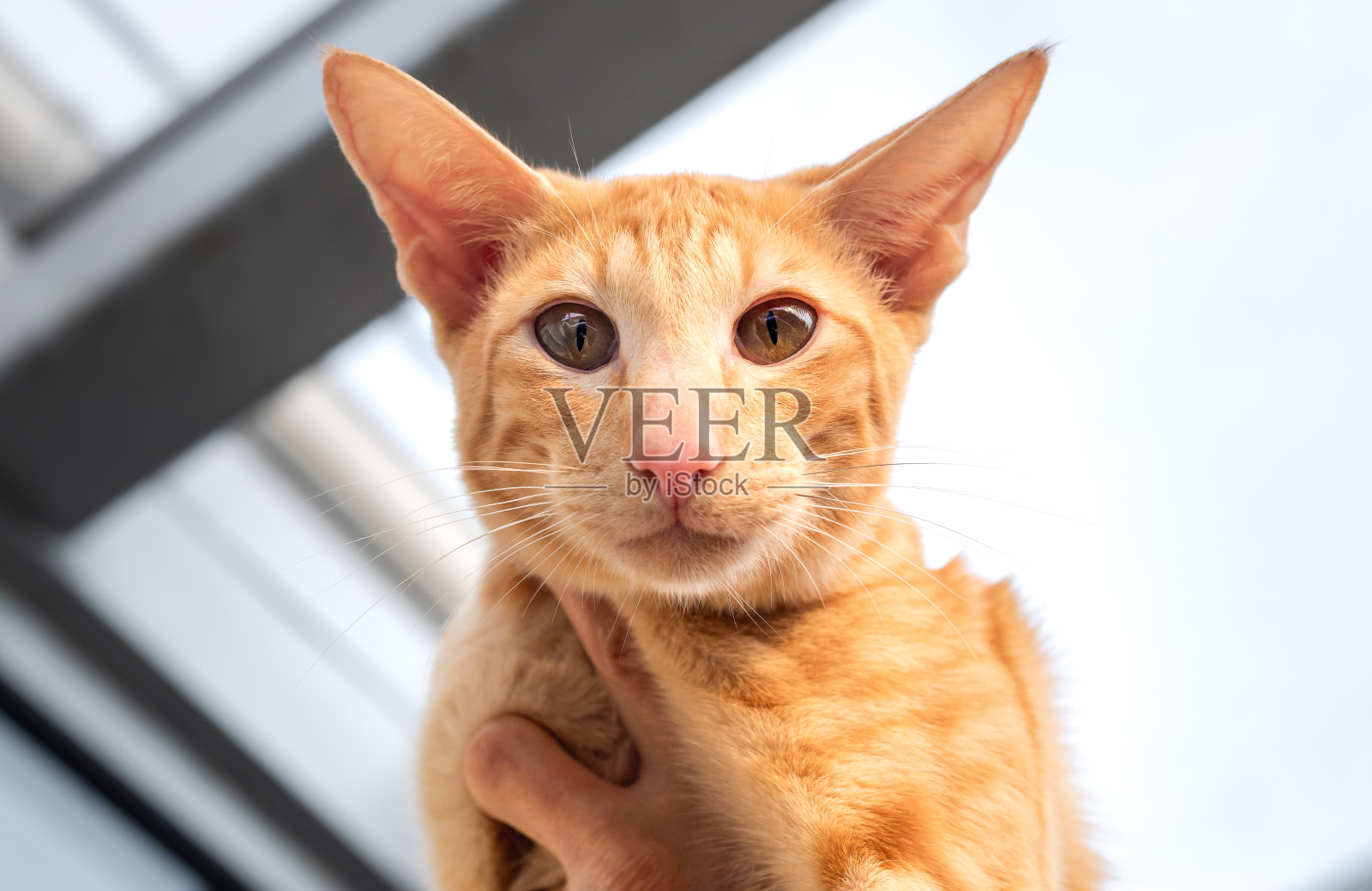 东方红猫的画像。照片摄影图片