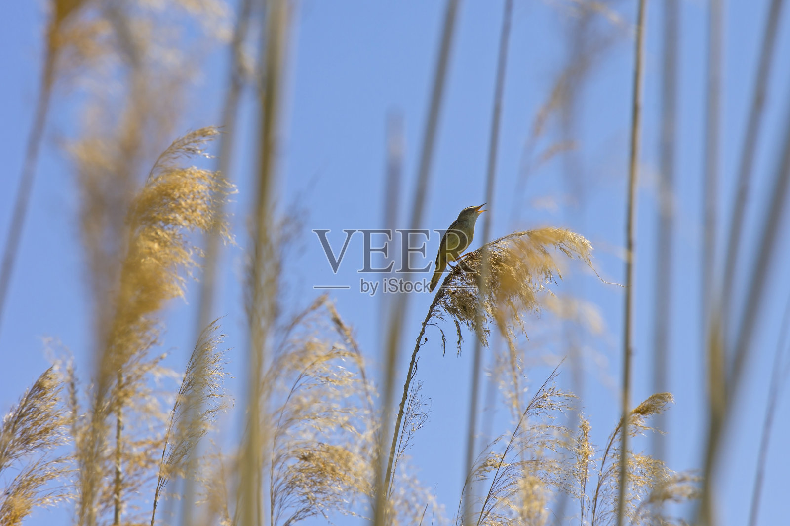 芦苇里藏着一只小苇莺在歌唱。他的鸟的声音非常响亮，可以听到照片摄影图片