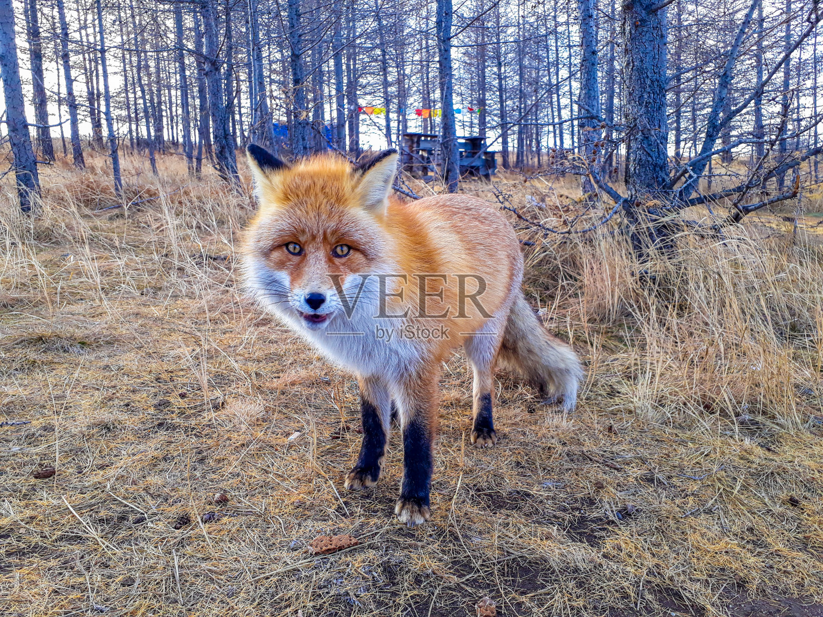 红狐狸艾丽莎照片摄影图片