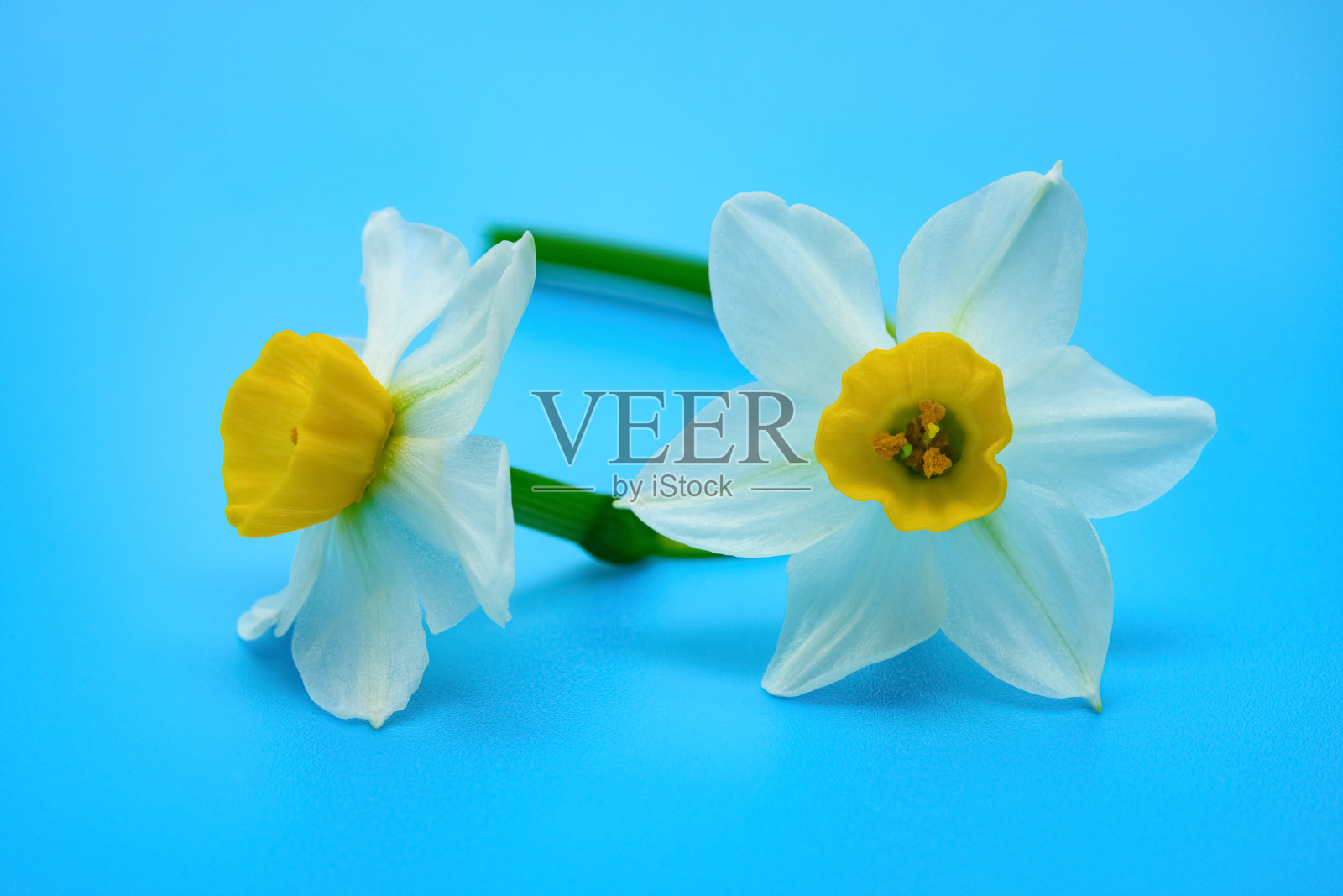 美丽的水仙花近距离在一个蓝色的背景照片摄影图片