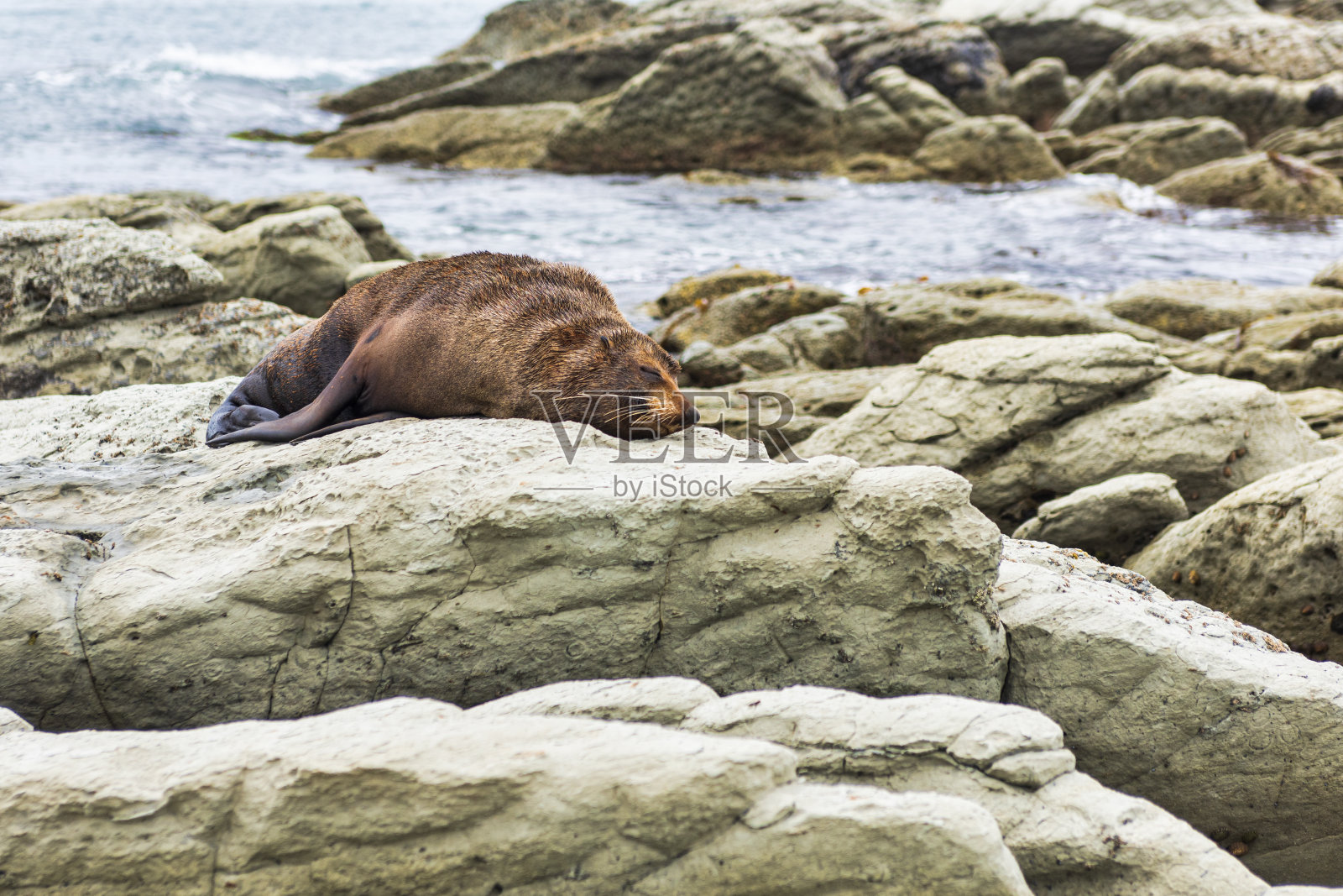 新西兰凯库拉，一只野生海狗躺在岩石上休息。照片摄影图片