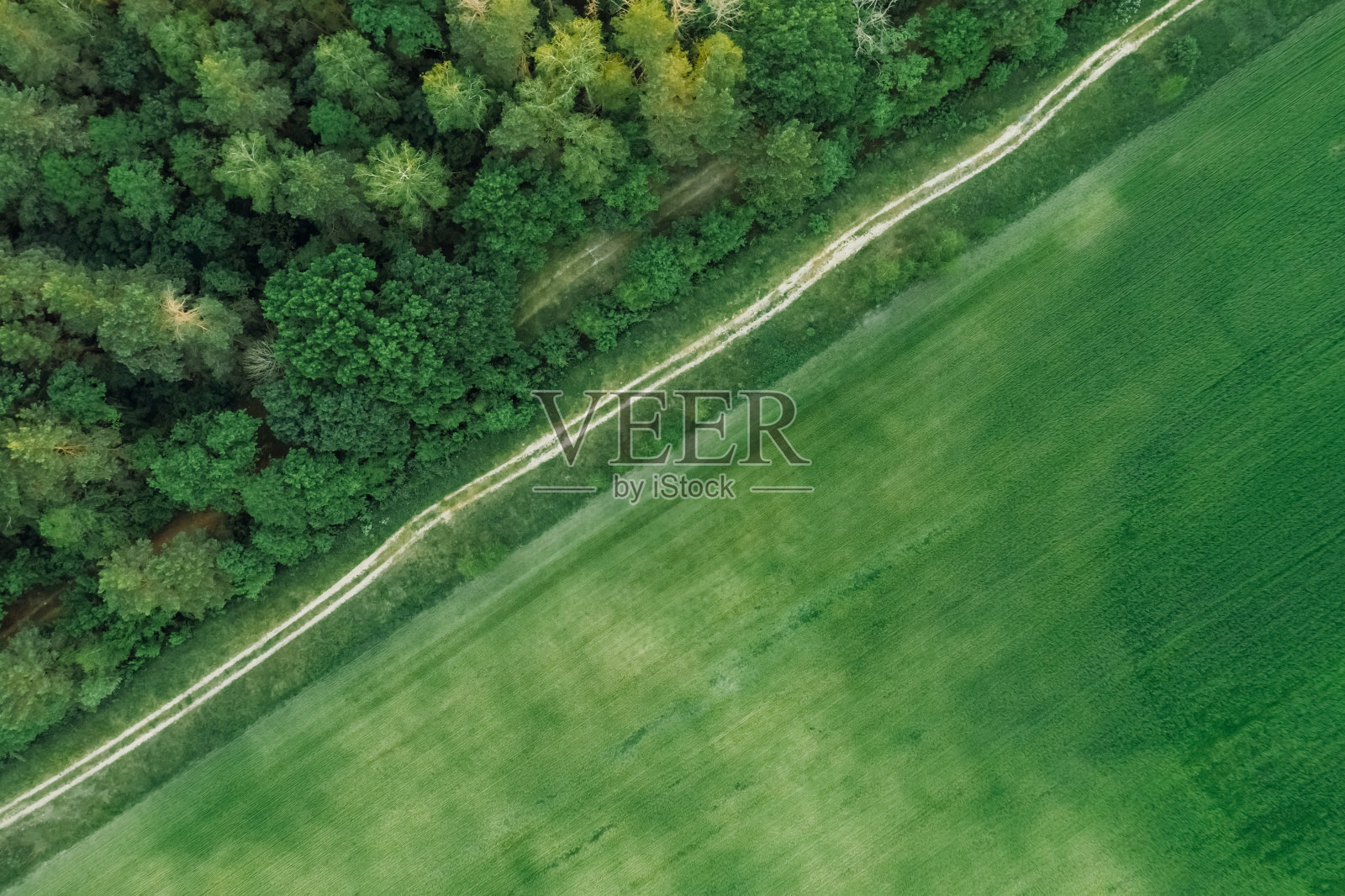 绿色景观与松树林和田野与一个顶视图。无人机拍摄的自然风景照片摄影图片