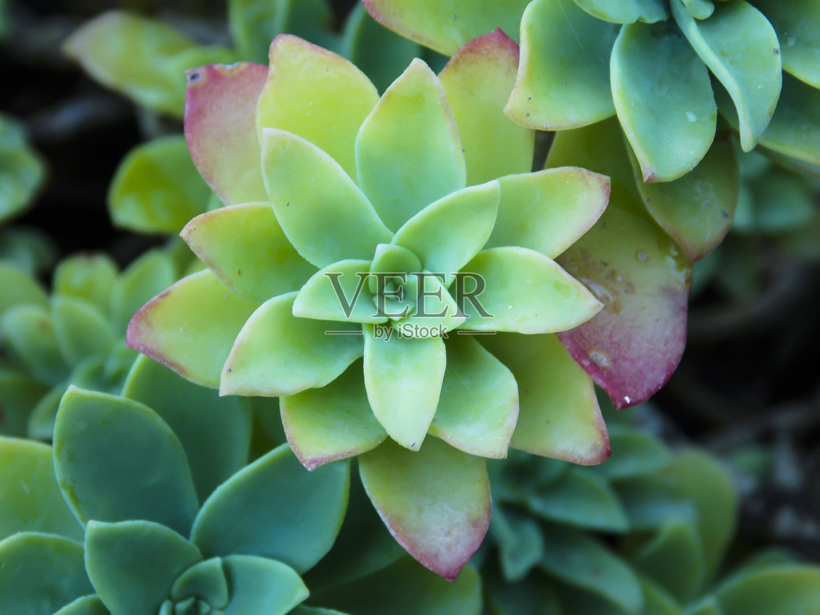 美丽的绿色石竹花特写照片摄影图片