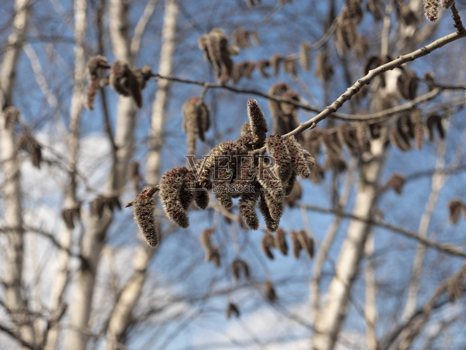 美丽的枝丫映衬着蓝色的天空，复活节棕枝主日假日照片摄影图片