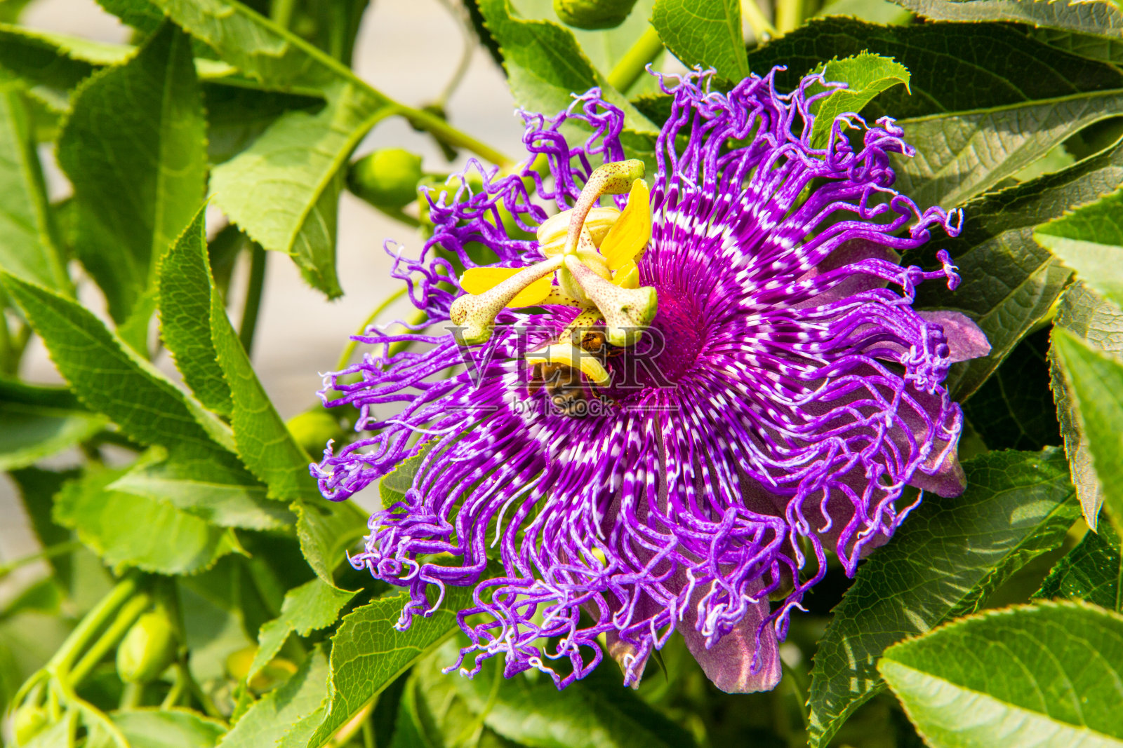 西番莲-西番莲科照片摄影图片