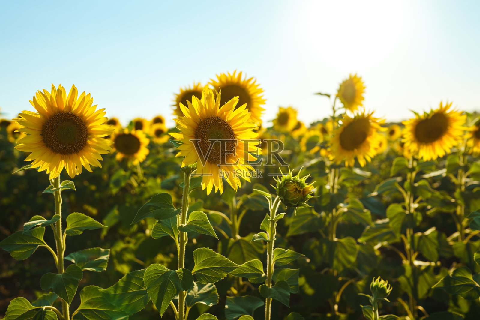 一片向日葵盛开的田野。照片摄影图片