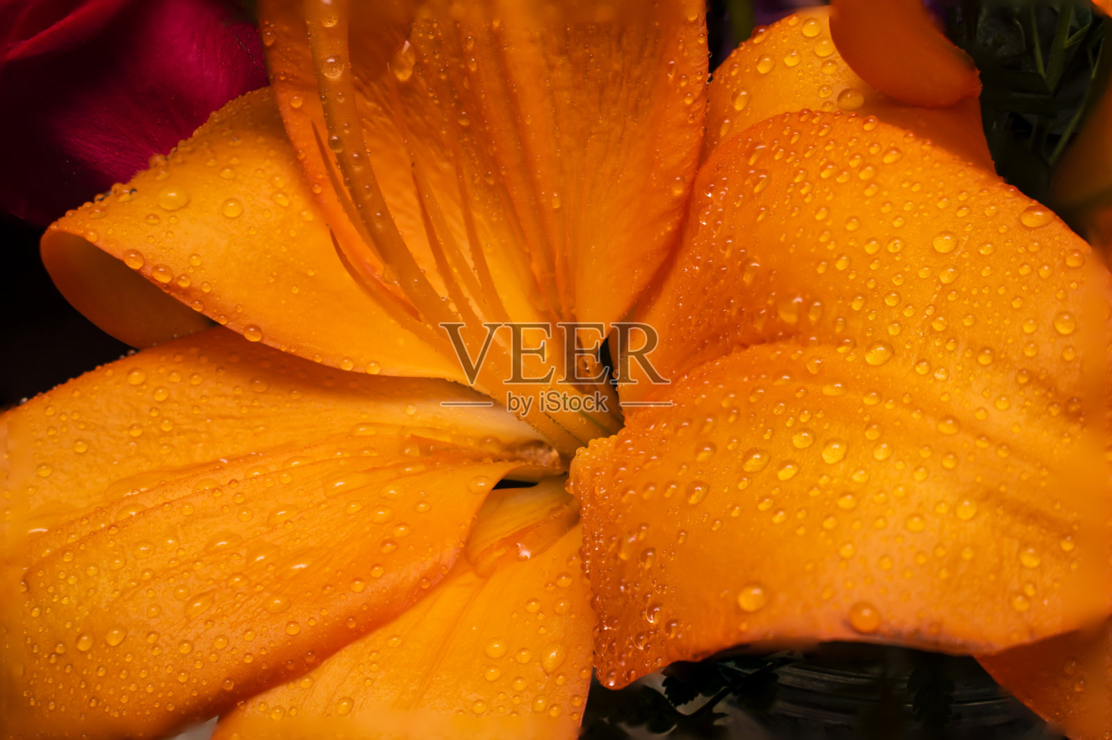 橙色的莉莉照片摄影图片