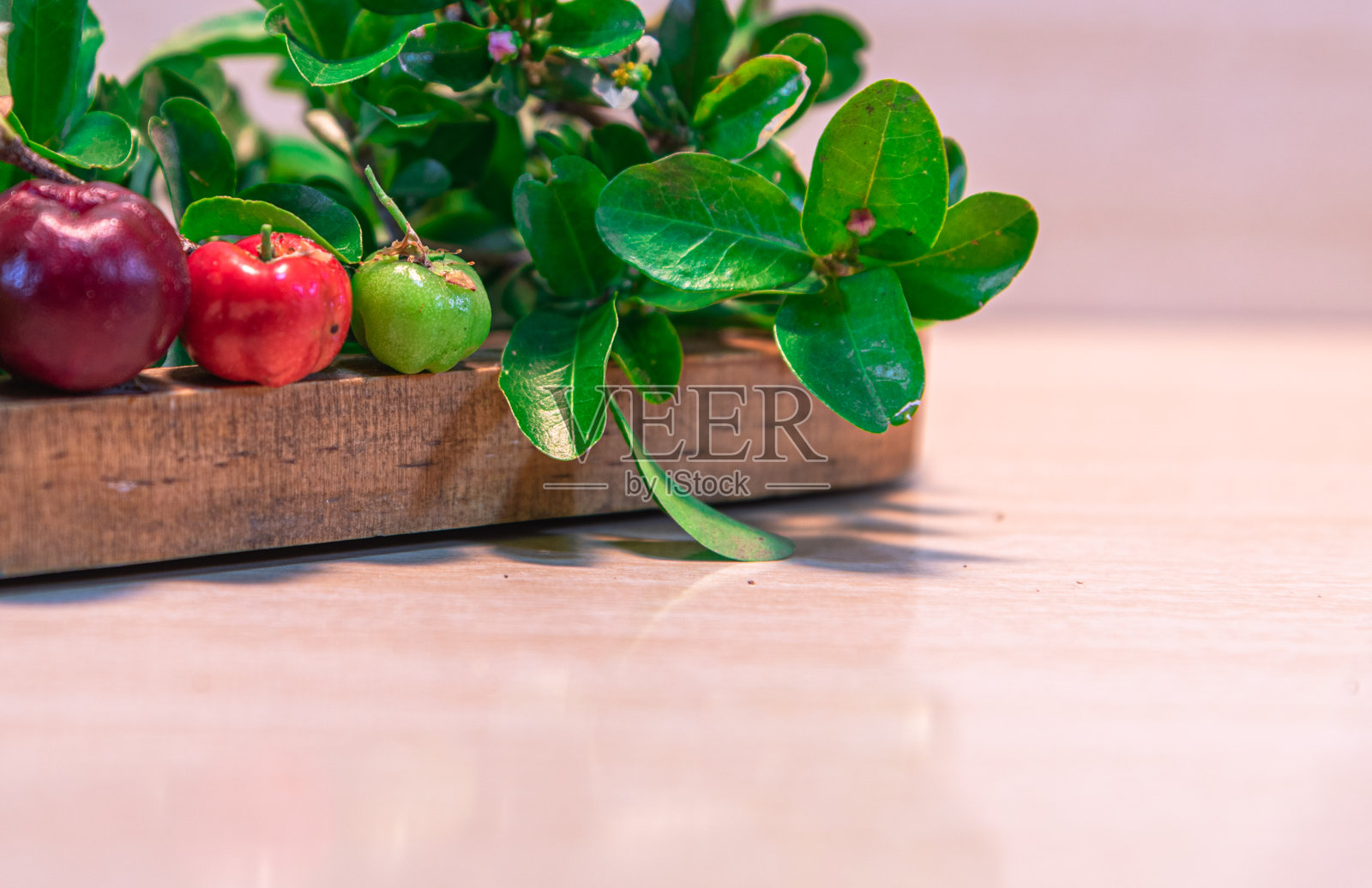 针叶的叶、花、果照片摄影图片
