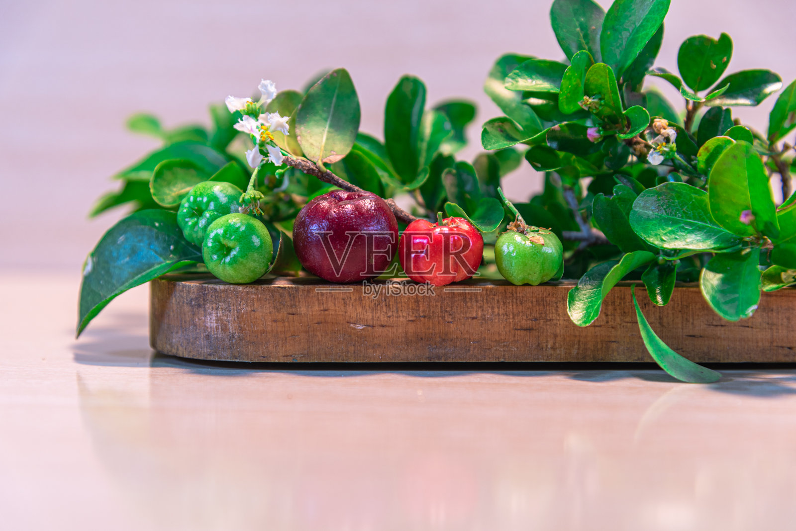 针叶的叶、花、果照片摄影图片