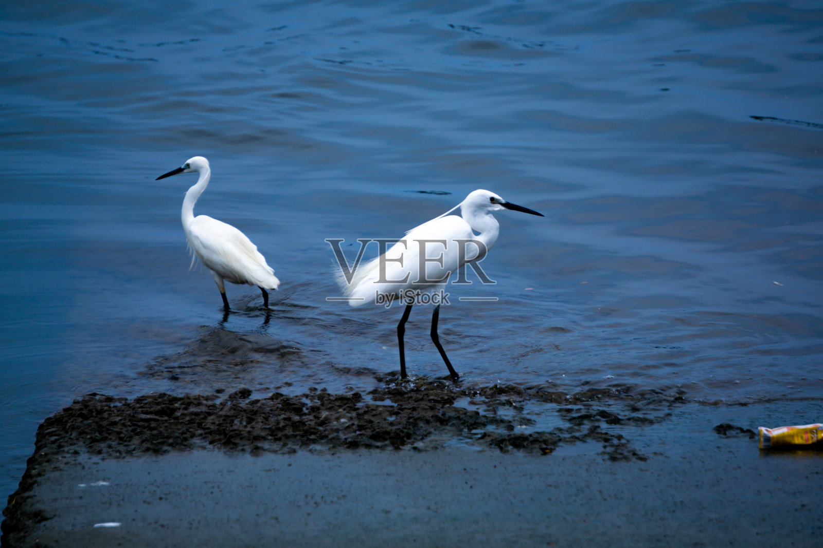 东方大白鹭面朝对面站在水中照片摄影图片