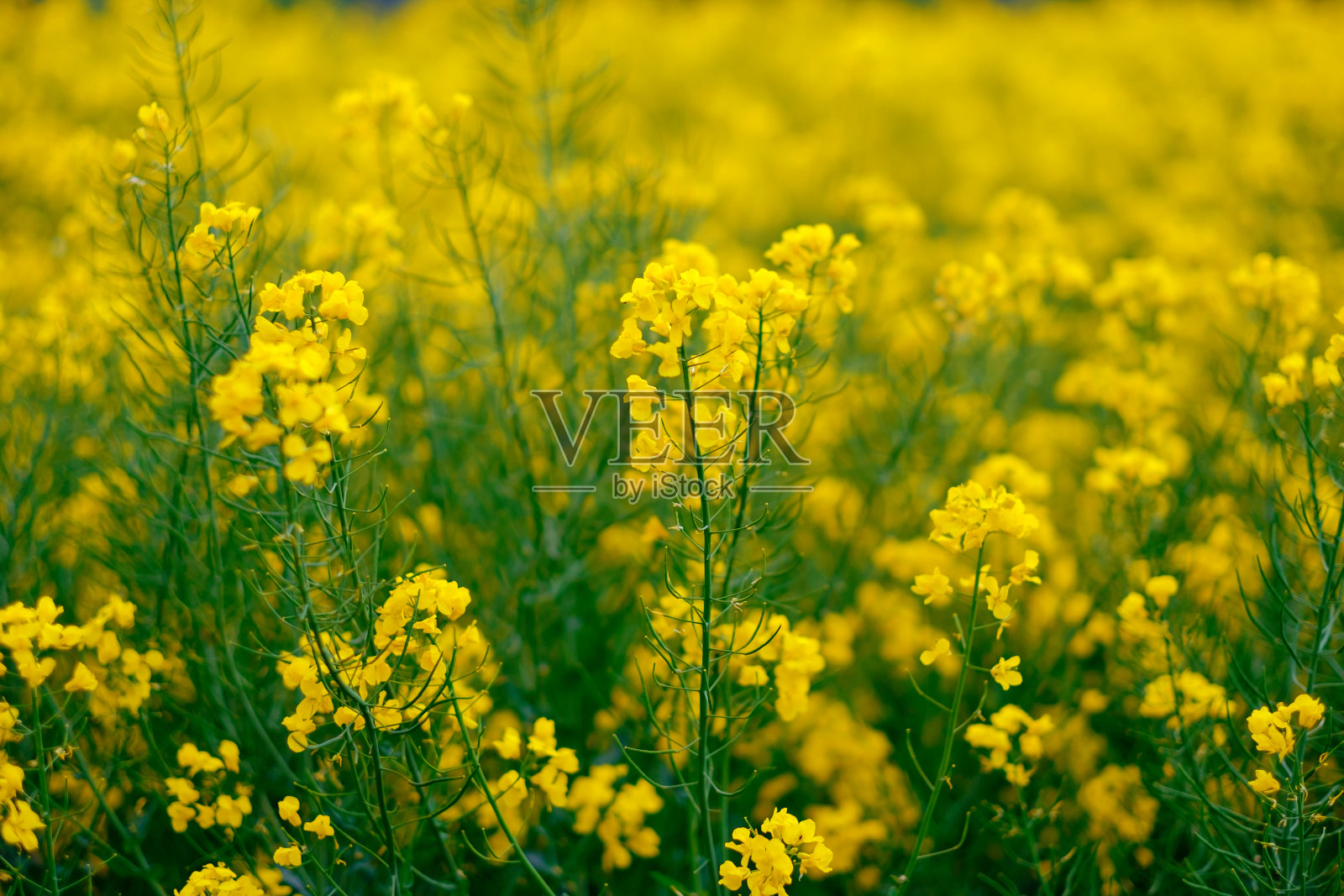 德国田间盛开的油菜籽开着黄色的花。照片摄影图片