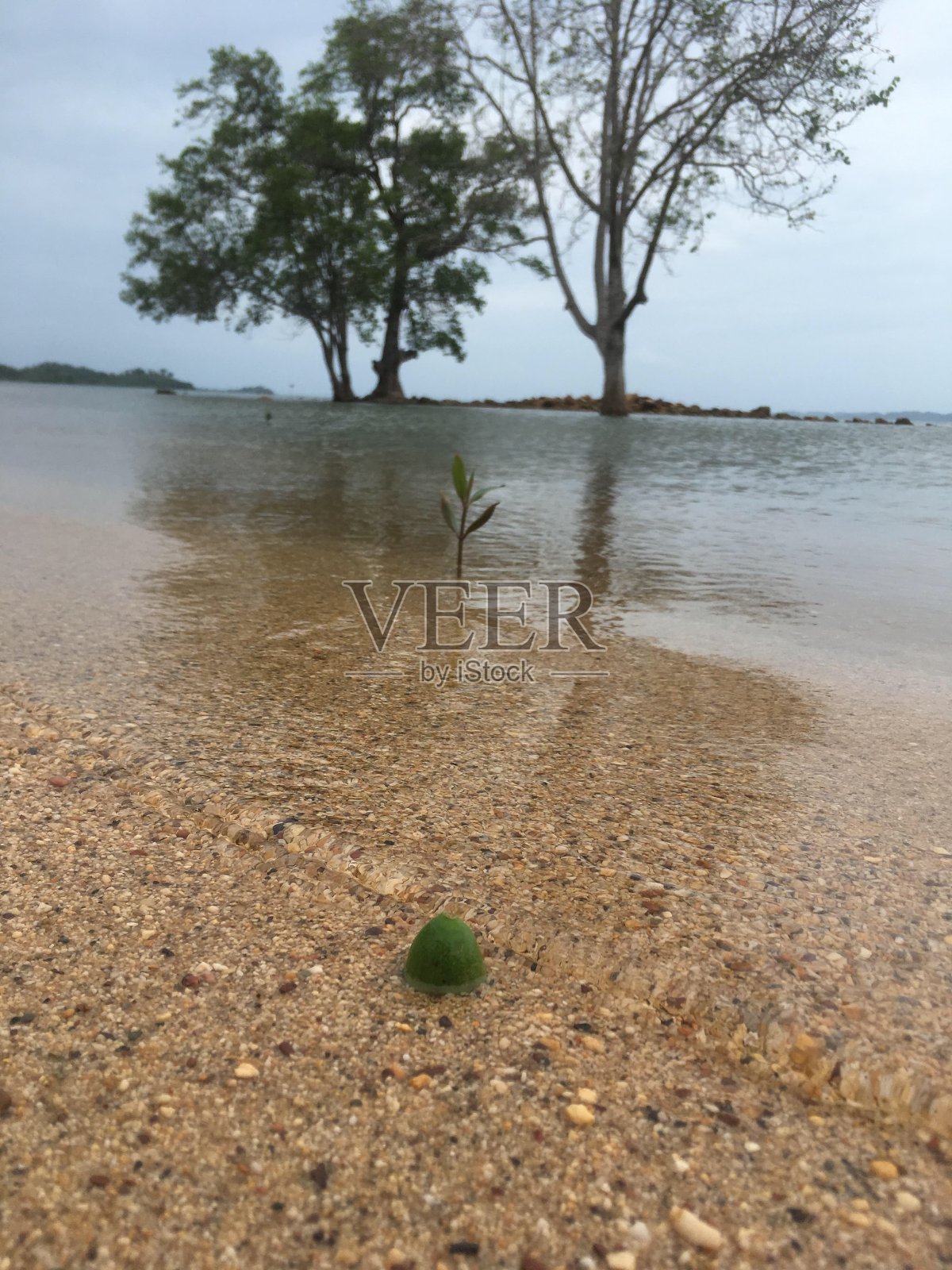 幼果照片摄影图片