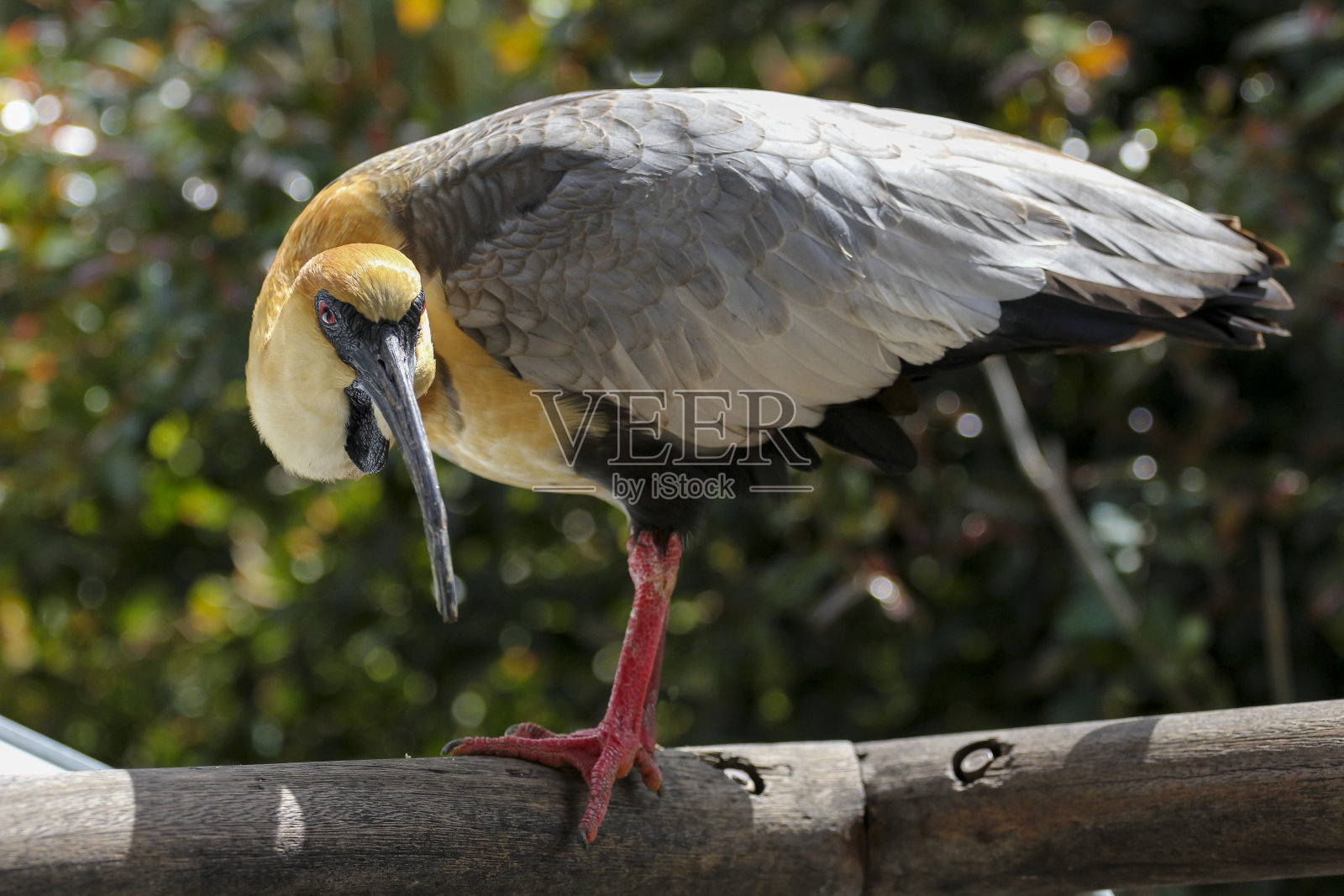 黑脸朱鹭，自然景观中的鸟类。照片摄影图片
