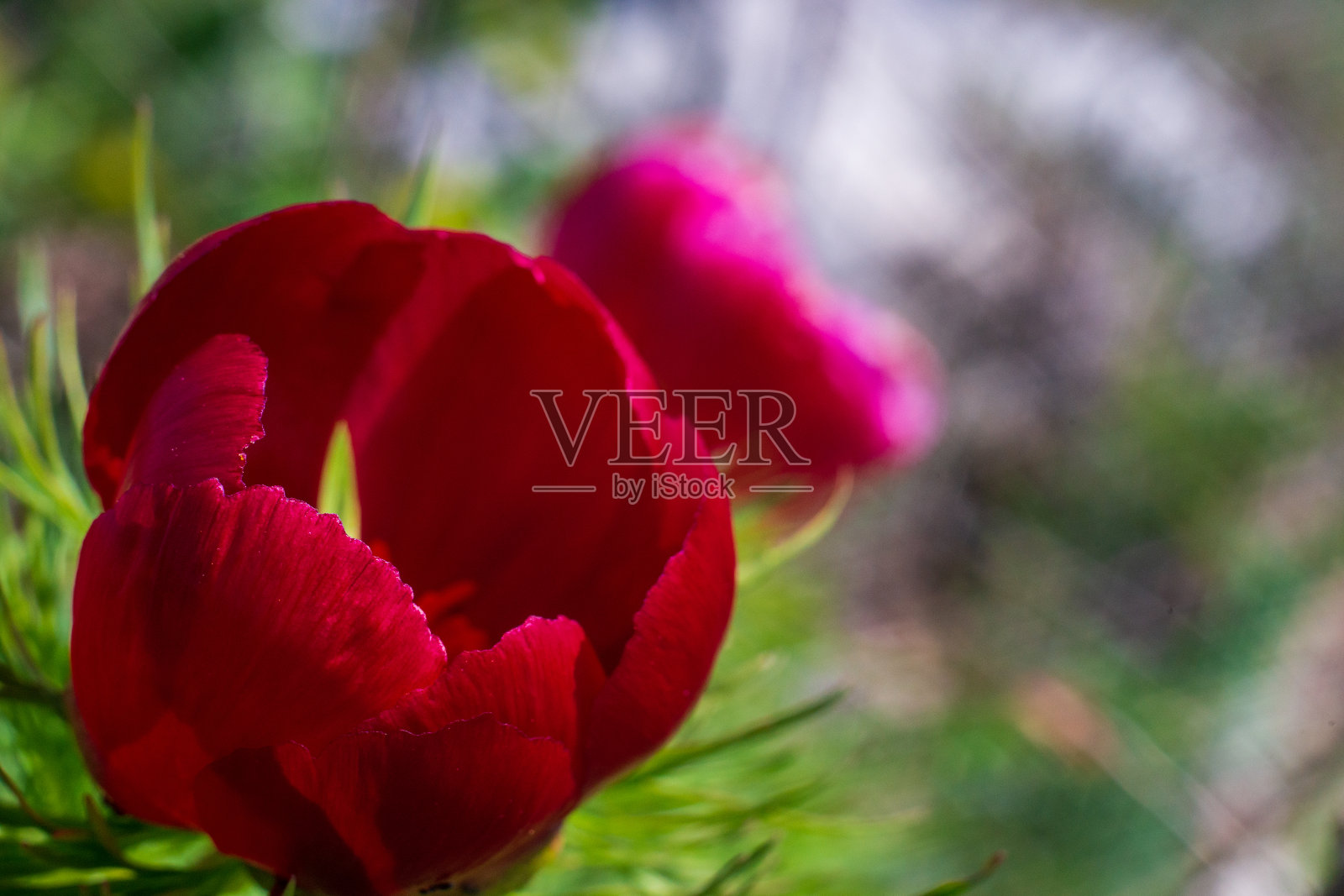 红色的花照片摄影图片