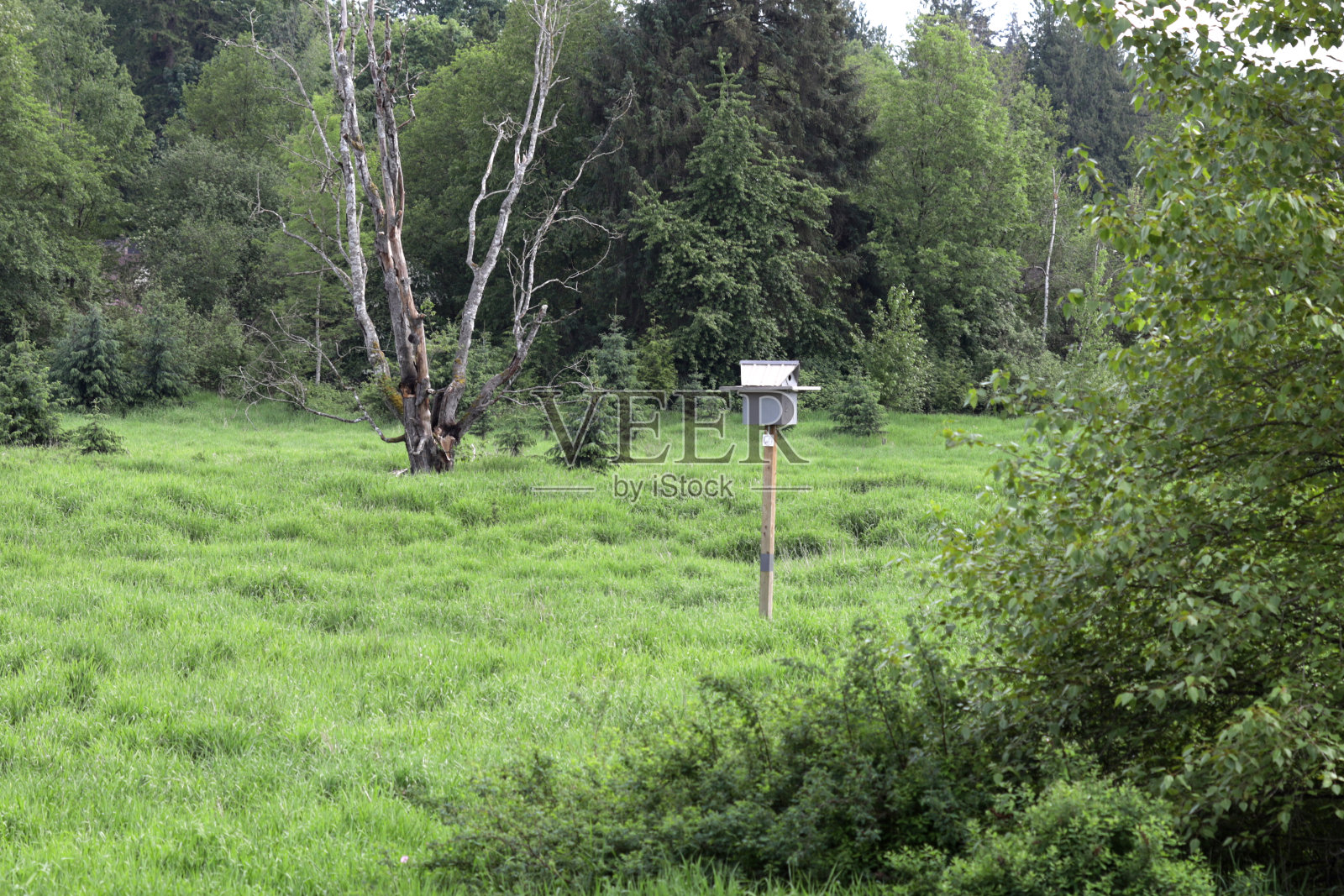 春日漫滩上的巢箱照片摄影图片
