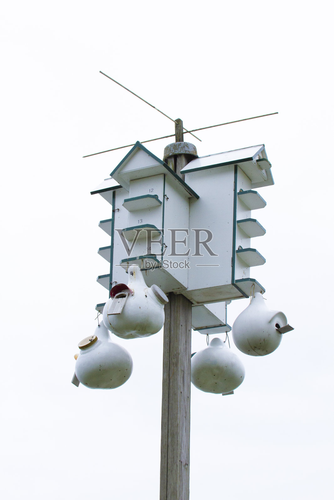 紫色的马丁的房子照片摄影图片