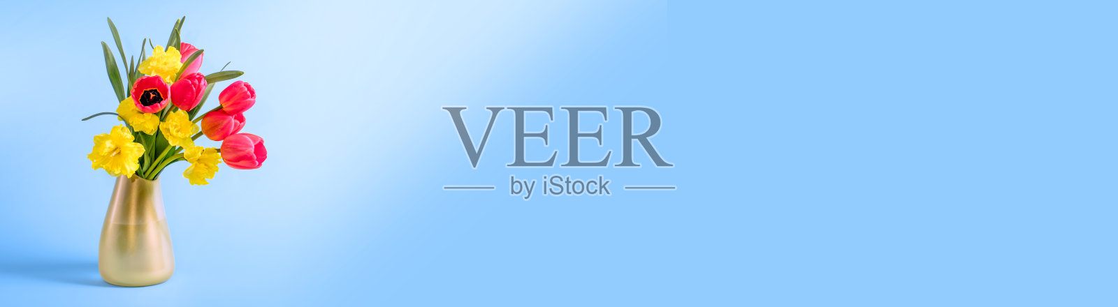 蓝色背景的花瓶里的一束花(郁金香和水仙花)照片摄影图片