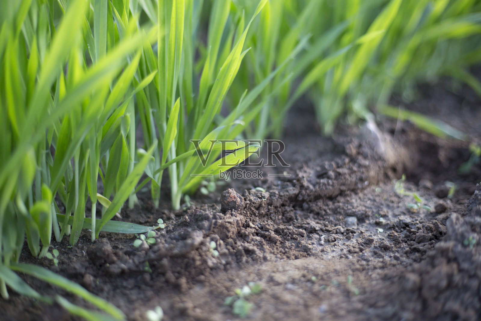 一大片新鲜的大麦嫩叶照片摄影图片