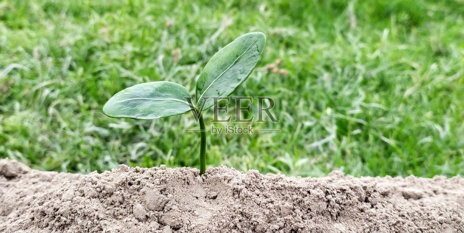 近距离观察生长在绿色背景上的幼苗照片摄影图片