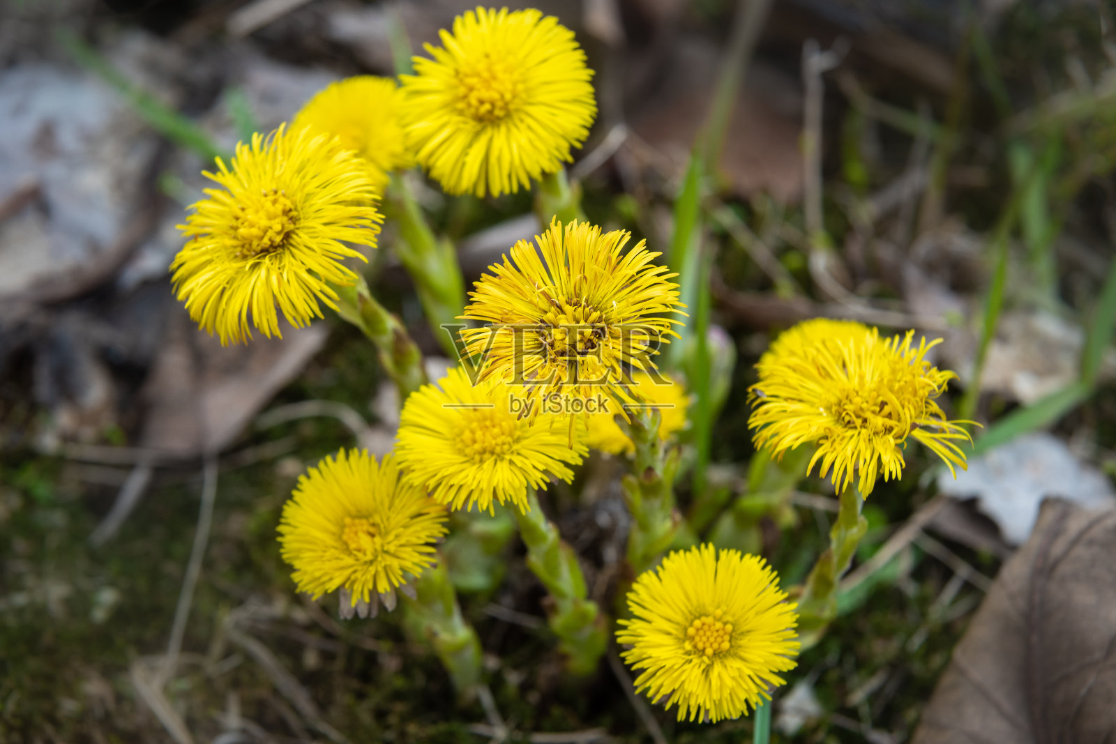 黄色款冬花或金银花照片摄影图片